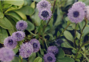 Globularia punctata